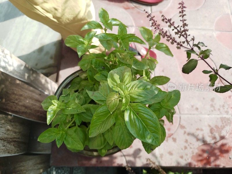 高角度的充分成长罗勒(Ocimum basilicum)种植在花盆定位在一个阳光灿烂的印度花园庭院